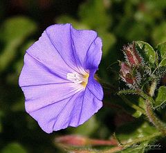 photo "'Simple Little Flower"."