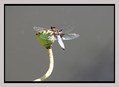 photo "Blue dragonfly"