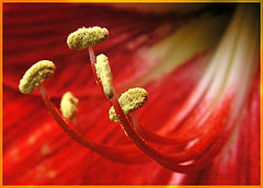 фото "curve"