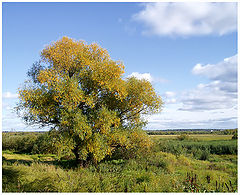 photo "The early autumn"