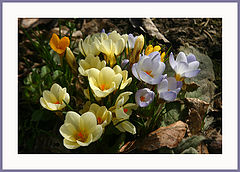 фото "A colourful group"