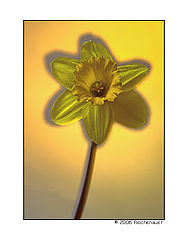 photo "Daffodil"