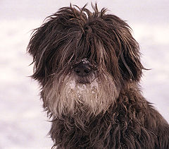 фото "снежная собака"