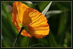 фото "Glowing in the evening sun"