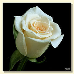 фото "Rose"