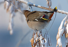 photo "Waxwing IV"