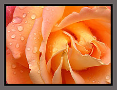 photo "Toscana"