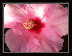 photo "a little shadow"