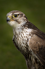 photo "Hunter !"