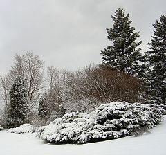 фото "winter monochrom"