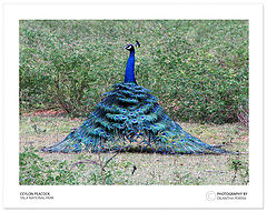photo "Peacock"