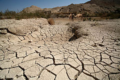фото "Ships of the desert"