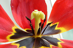 photo "***"
