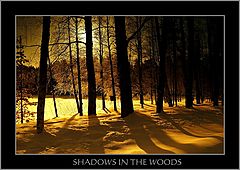 фото "Shadows in the woods"