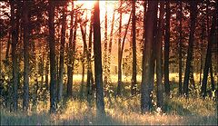 photo "Magic forest"