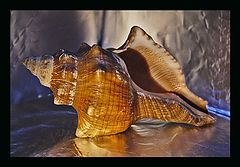 фото "Дары моря"