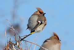 photo "Northern Punks"