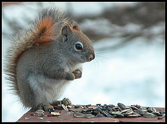photo "Red Squirrel"