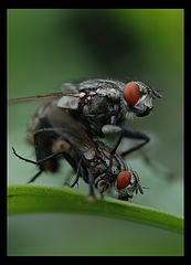 photo "***"