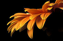 photo "just a few orange petals..."