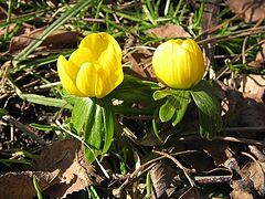 фото "Spring flower."