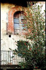 photo "window"