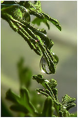 photo "Drops again"
