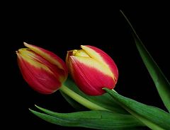 photo "Twin tulips"
