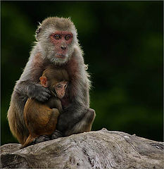 photo "Finding comfort in mothers arms !"