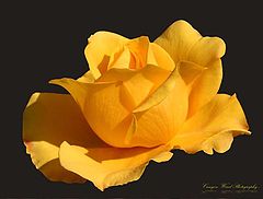 фото "' Yellow Rose of Texas "."