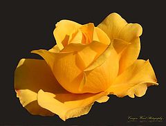 photo "' Yellow Rose of Texas "."