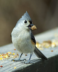 photo "Bon appetit!"