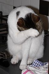 photo "I'm shy..."