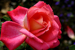 photo "The Tattered Rose"