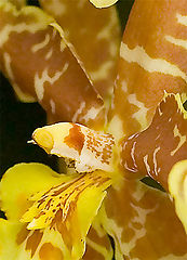 photo "Tiger Orchid"