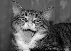photo "A-a-ah!!!"