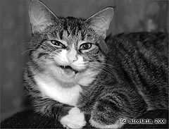 photo "Murka"