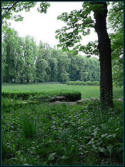 photo "lost garden"