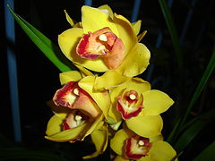 photo "yellow orchids"