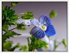 photo "***"