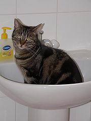 photo "That sinking feeling..."