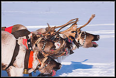 фото "Reindeer Race"