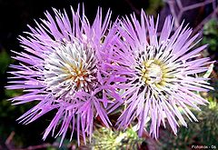 photo "Purple Flower"