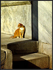 photo "***"