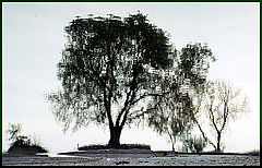 фото "Sinking"
