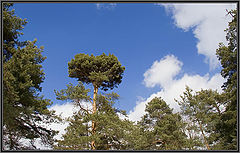 фото "Две шапочки."