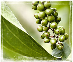 photo "Still green"