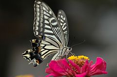 photo "Papilio 3"