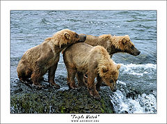 photo "Triple Watch"