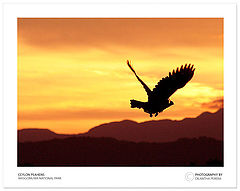 photo "This is not an eagle :)"